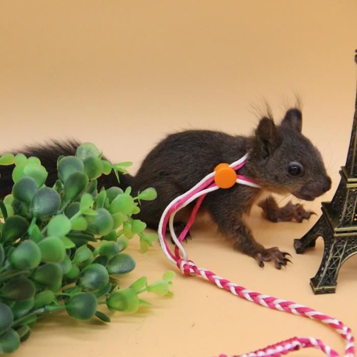 Hamster harness store and lead