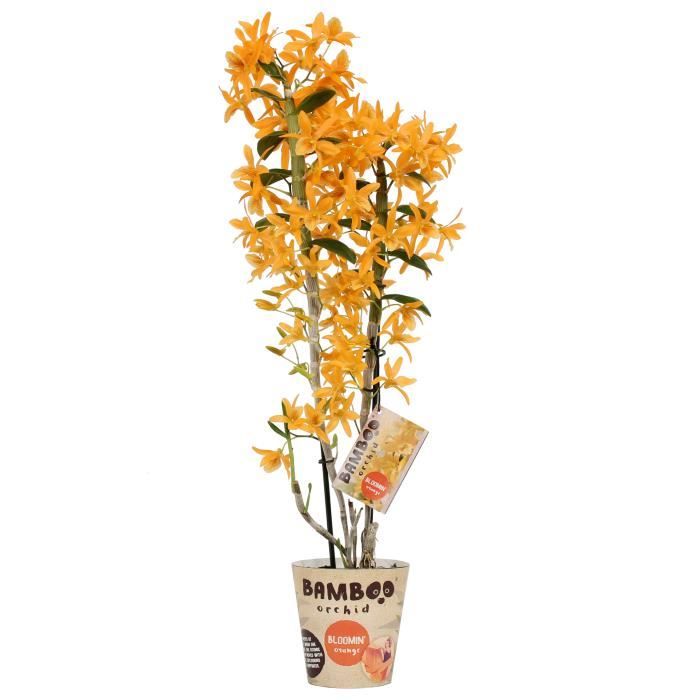 Orchidée Bambou Orchidée Dendrobium Blanche Entretien Orchidee De Botanicly Bambou Orchidee Hauteur 50 Cm 2