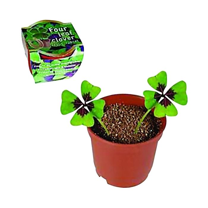 trefle a 4 feuilles a planter avec 2 bulbes en pot fonctions trefle a 4 feuilles en pot contenu 2 bulbes d oxalys 1 pot 1 cdiscount jardin