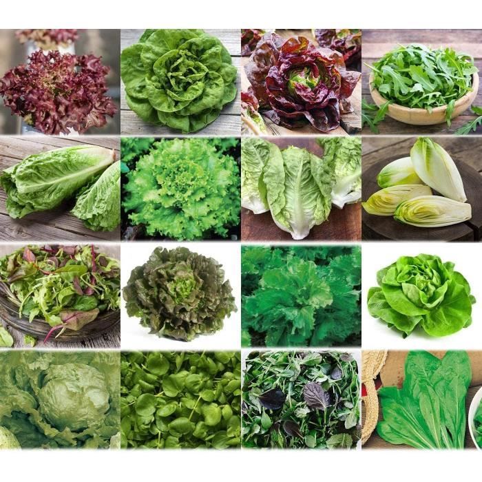 16 Variétés De Graines De Salades PRADEMIR - Naturelles, Rares Et à Germination élevée - Du Portugal