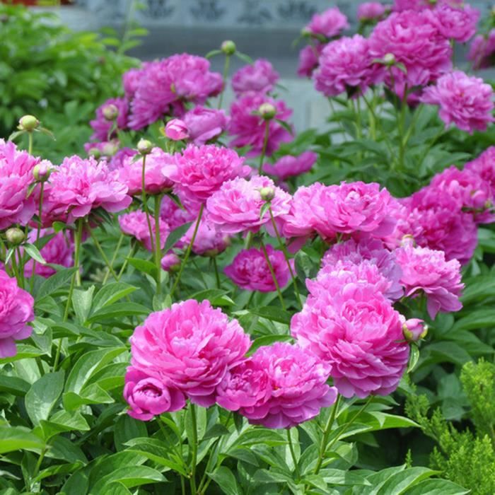Eastbride Graines De Plantes 30pcs Graine De Pivoine Facile A Planter Des Fleurs En Quatre Saisons Noir Semences Florales Plantes Et Fleurs Pour Bassin Jardin