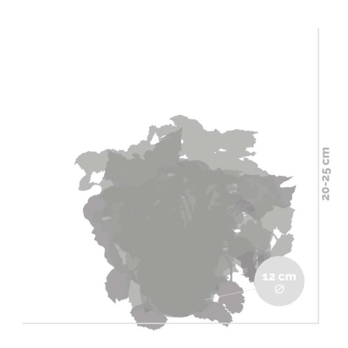 3x Begonia Beleaf Mix – Feuillage Begonia – Peu d'entretien – D12 cm ...