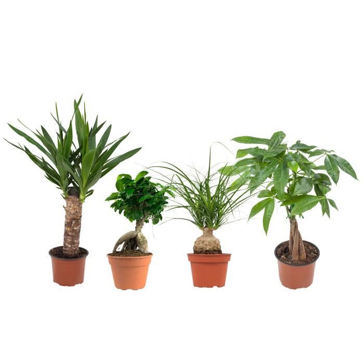 Mix De Plantes Vertes 4 Plantes Plante D Interieur Entretien Facile Achat Vente Plante Poussee Groene Planten Mix Cdiscount
