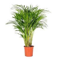 Dypsis Lutescens -  Palmier Dorés - Plante d'intérieur - Entretien facile – D20 cm - H90-100 cm
