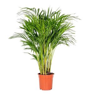 PLANTE POUSSÉE Dypsis Lutescens -  Palmier Dorés - Plante d'intérieur - Entretien facile – D20 cm - H90-100 cm