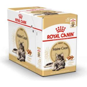Maine Coon Cdiscount Maine Coon Cdiscount