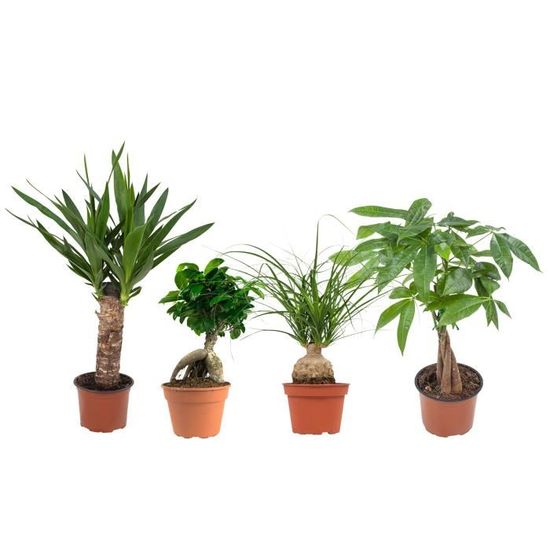 mix de plantes vertes 4 plantes plante d interieur entretien facile cdiscount jardin