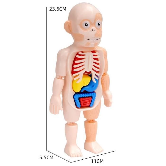 Modèle Anatomie Corps Humain Puzzle 3D – Jouet Éducatif Enfant 5-7 Ans, Kit Scientifique Corps Humain, Apprentissage Amusant