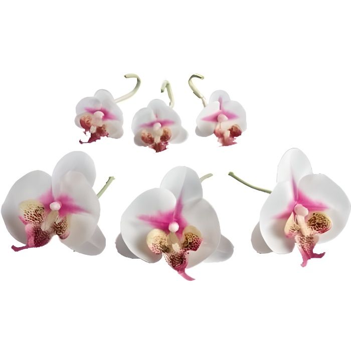 Fleurs D Orchidees Eternelles Tige En Acier Modelable Les 6 Cdiscount Maison Fleurs D Orchidees Eternelles Tige En Acier Modelable Les 6 Cdiscount Maison