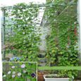 0.9x1.8 m (2.9x5.9 pieds) - Filet en treillis robuste pour plantes grimpantes, pour le jardin, pour la vigne,-1