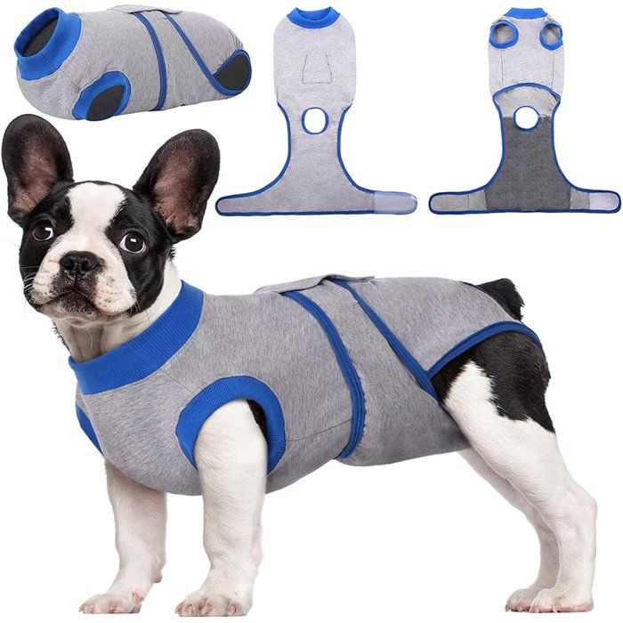Combinaison de récupération post-opératoire pour chiens pour chiens femelles et mâles combinaison de récupération post-opératoire