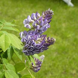 ARBRE - BUISSON Glycine d'Amérique frutescens Longwood Purple-Godet - 5/20 cm-Bleue-Grimpant