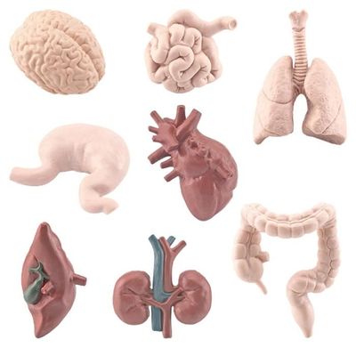 Modèle de corps humain de jouet pour enfants modèle d'assemblage anatomique  d'organe humain 3D flow099 - Cdiscount Jeux - Jouets