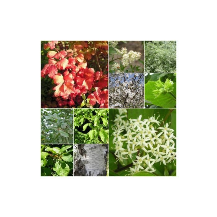 Kit Haie Brise-Vent - 10 Jeunes Plants