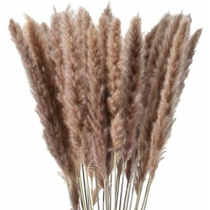 Lot de 30 herbes de pampa sches naturelles fleurs sches pour dcoration ...