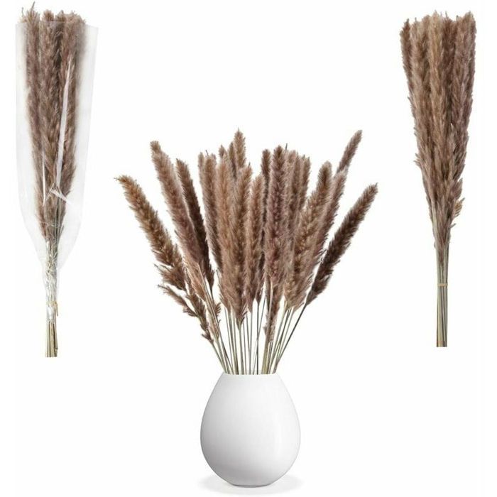 Lot de 30 herbes de pampa sches naturelles fleurs sches pour dcoration ...