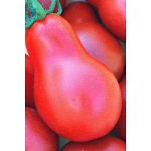 GRAINES Tomate Austin Red Pear - Tomate Cerise Rouge - 20 