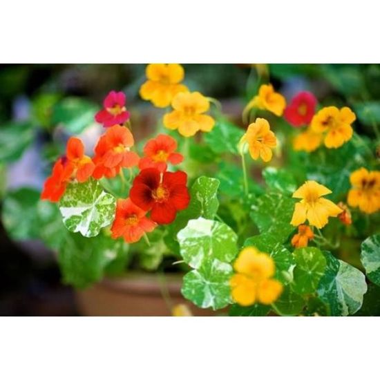 Graines De Capucine Naine En Mélange Bio - Vilmorin/[-]sachet