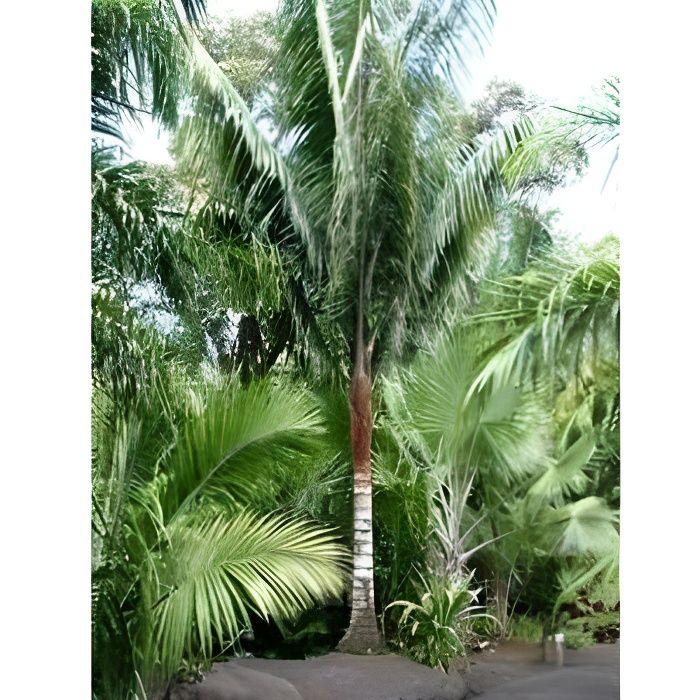 Dypsis malcomberi palmier lot de 50 graines