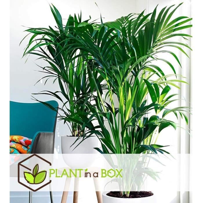Kamerplant Howea Forsteriana Kentia palm - Top Tuincentrum