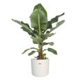 Plante d'intérieur – Bananier en pot de fleur blanc cylindrique comme un ensemble – Hauteur: 75 cm X8C3-0