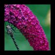 Arbre aux papillons davidii Butterfly™ Red - BELLEVUE DISTRIBUTION - Pot de 4L - 40/60 cm - Rouge - Parfum léger-0