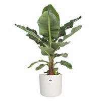Plante d'intérieur – Bananier en pot de fleur blanc cylindrique comme un ensemble – Hauteur: 75 cm X8C3