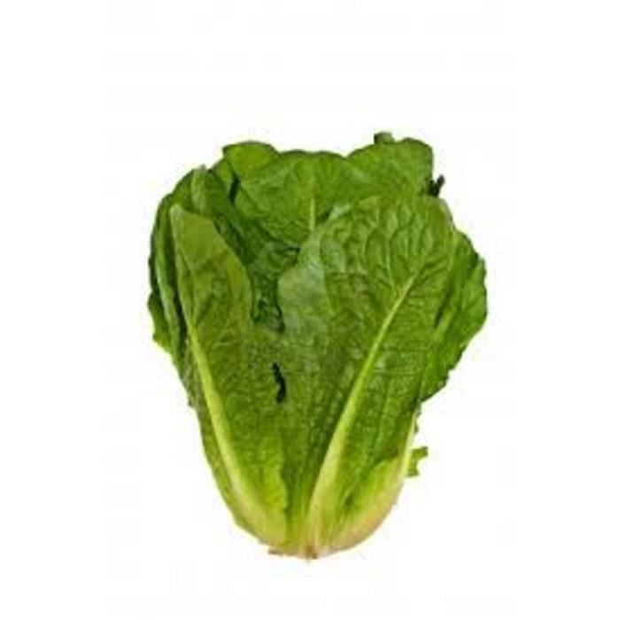 Graines - Semences de Salade Romaine