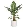 Plante d'intérieur – Bananier en pot de fleur blanc cylindrique comme un ensemble – Hauteur: 75 cm X8C3-3