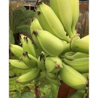 Bananier fruitier Musa Da Jiao-Fruitier(bananes comestibles à déguster)-Croissance rapide- Résiste à -10°C- Livré motte- Adulte:2,5M