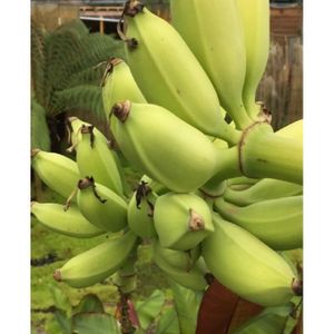 ARBRE - BUISSON Bananier fruitier Musa Da Jiao-Fruitier(bananes comestibles à déguster)-Croissance rapide- Résiste à -10°C- Livré motte- Adulte:2,5M