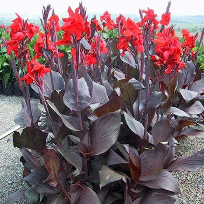 50 Graines Népenthes Plantes Carnivores - Plantes Tropicales Décoratives - TOYHEART