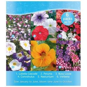 50 Pcs Graines de FLEURS Convolvulus Couleurs Mélangées