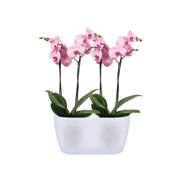 Elho Brussels Orchidée Duo 25 - Pot De Fleurs - Transparent - Intérieur - Ø 25 x H 12.6 cm