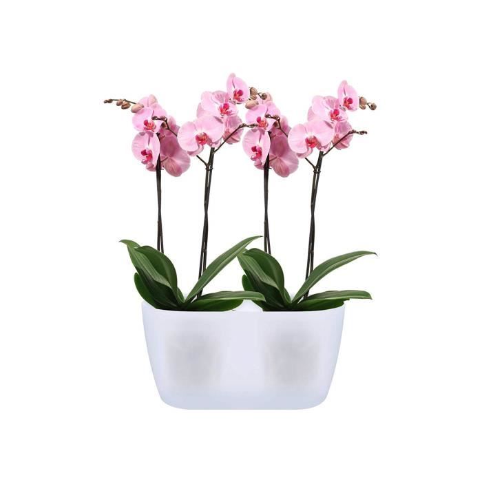 Elho Brussels Orchidée Duo 25 - Pot De Fleurs - Transparent - Intérieur - Ø  25 x H 12.6 cm - Cdiscount Jardin