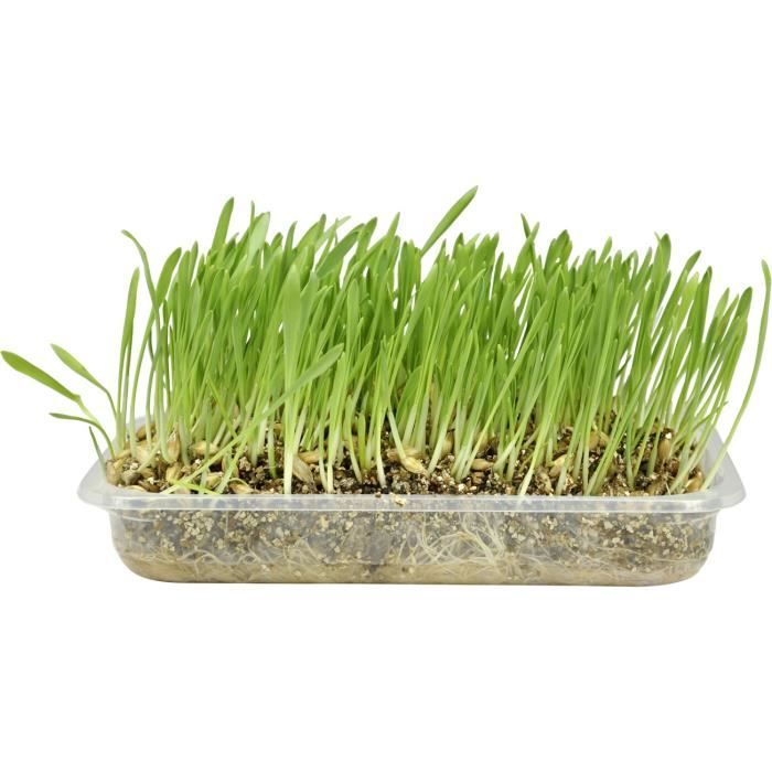 Herbe à chat à faire pousser - 2 x 125g - Hamiform