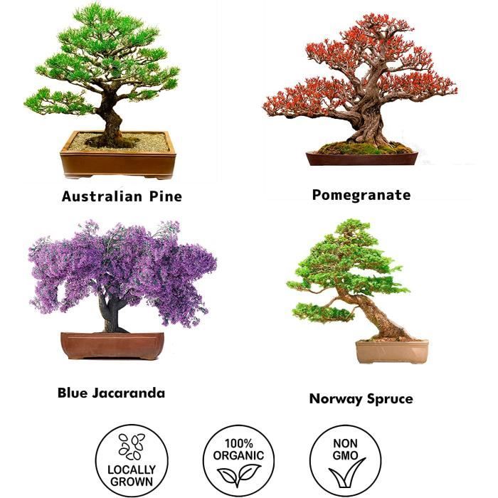 Kit Vintage Prêt à Pousser Bonsai 4x Types de Bonsaïs (Graines Bio