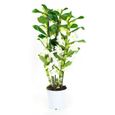 Orchidée – Bambou Orchidée – Hauteur: 50 cm, 3 pousses, fleurs blanches X3FD-0