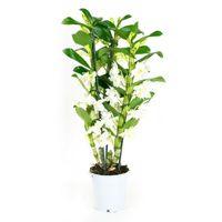 Orchidée – Bambou Orchidée – Hauteur: 50 cm, 3 pousses, fleurs blanches X3FD