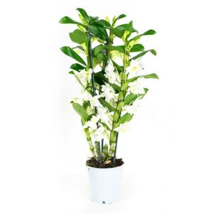 PLANTE POUSSÉE Orchidée – Bambou Orchidée – Hauteur: 50 cm, 3 pousses, fleurs blanches X3FD