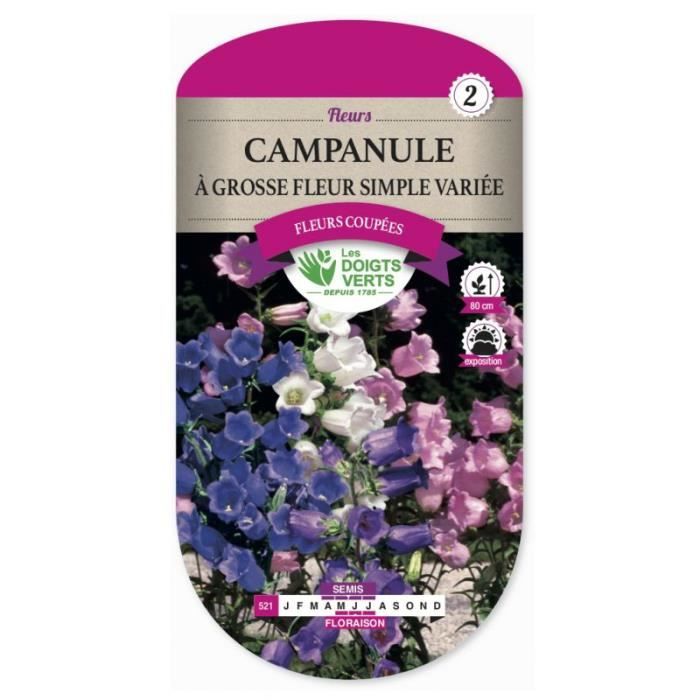 Semence Fleur Campanule à Grosse Fleur Simple Variée
