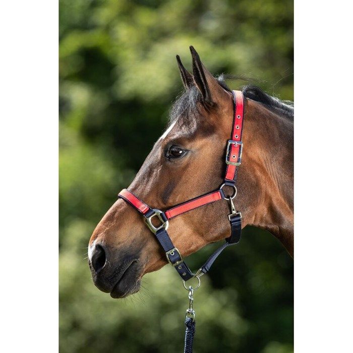 Licol HKM Genf - Réglable En Continu - Avec Mousqueton - Marron/Bleu/Beige (Taille Poney)