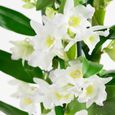 Orchidée – Bambou Orchidée – Hauteur: 50 cm, 3 pousses, fleurs blanches X3FD-1