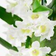 Orchidée – Bambou Orchidée – Hauteur: 50 cm, 3 pousses, fleurs blanches X3FD-2