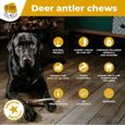 RF - Deer Bois d'orignal, Cerf pour Chien | Taille XL (120-180 g) | Version Hard | 14-17 cm-2