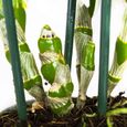 Orchidée – Bambou Orchidée – Hauteur: 50 cm, 3 pousses, fleurs blanches X3FD-3