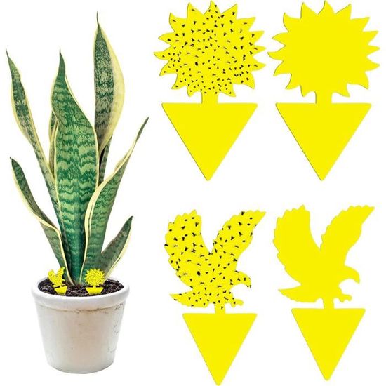 15 Pcs Pièges à Insectes, Attrape Moucheron Plantes, Anti