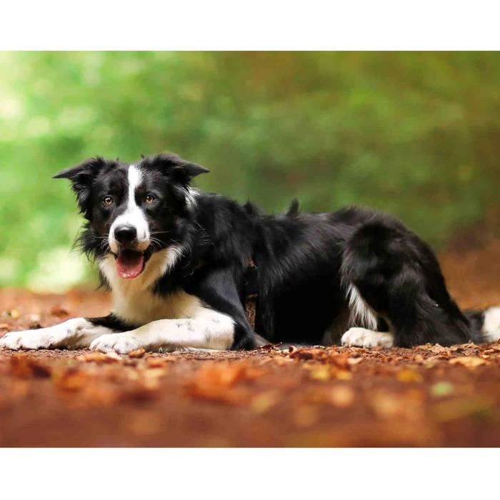 MOGTAA Chien Peinture Diamant Adulte, 5D Fleurs Diamond Painting Complet Diamant Kit, Peinture Diamant Animaux Artisanat Strass Point De Croix Painting Pour Adultes Enfants, Murale Décor 30x40cm