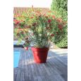 EDA PLASTIQUE Pot de fleurs Toscane - 170 L - Rouge rubis-2