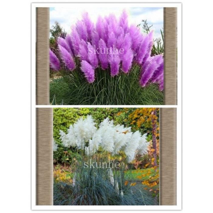 Version purple blanc - Violet Pampas Herbe Bonsais Ornementale Pour Jardin  Plantation Fleur Rare 00 Pièces #90 #91 - Cdiscount Jardin